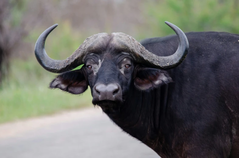 black bull with large horns stands in front of the road
