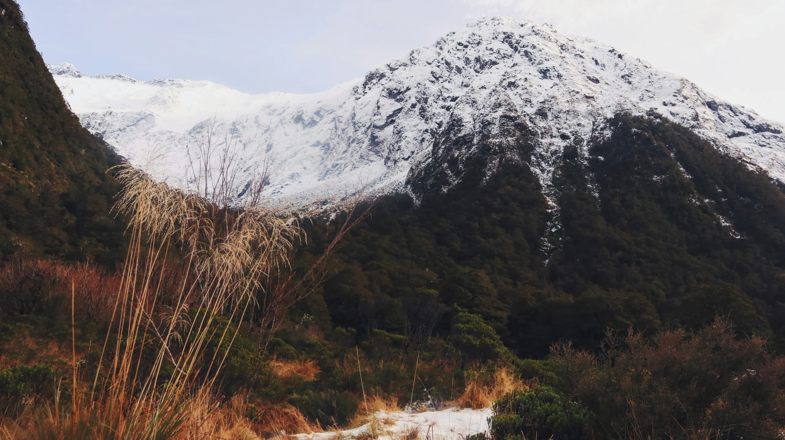 a snowy mountain range with a large shrubbery and brush