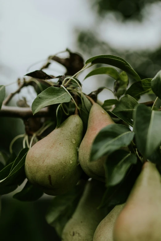 pears grow on the tree ready to be picked