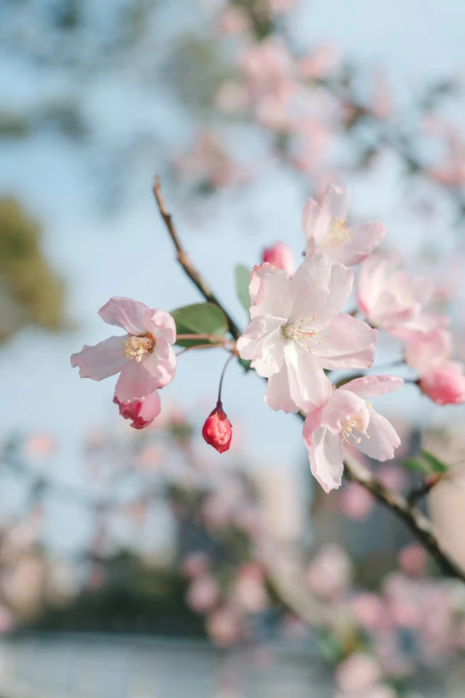 a pink flower is in the foreground and a blurry blue sky