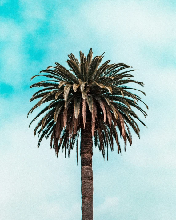 a palm tree is shown against the sky