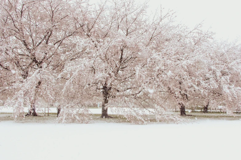 several tall trees in the snow next to each other