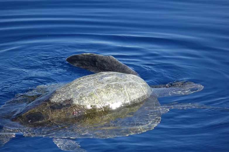 a turtle that is swimming in the water