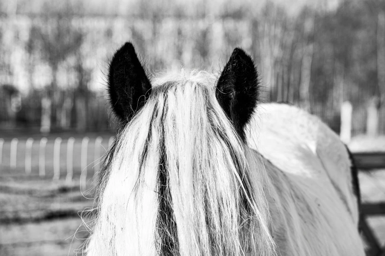 a white horse with long blond hair is standing in the field