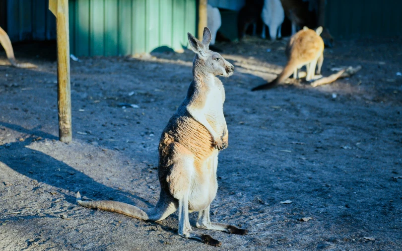 a kangaroo stands on its hind legs while another stands near