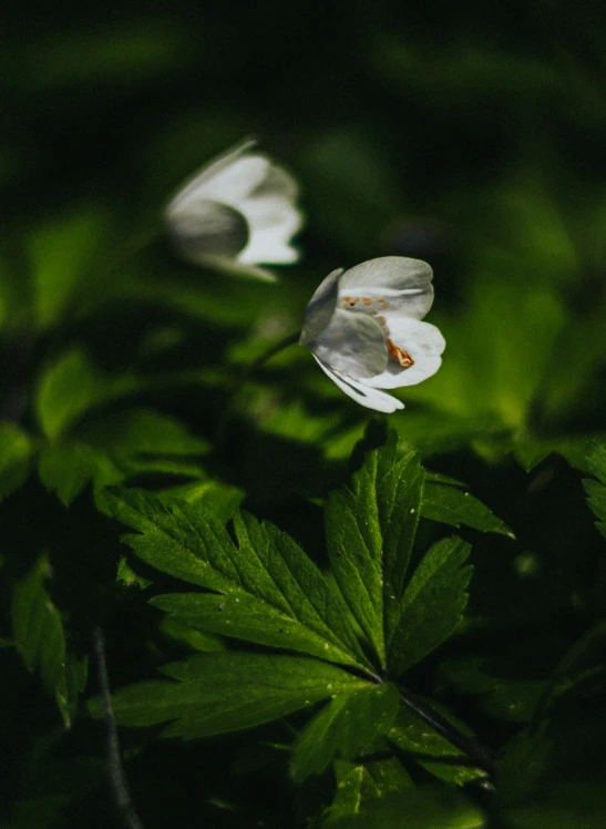 flowers in the middle of green leaves on the ground