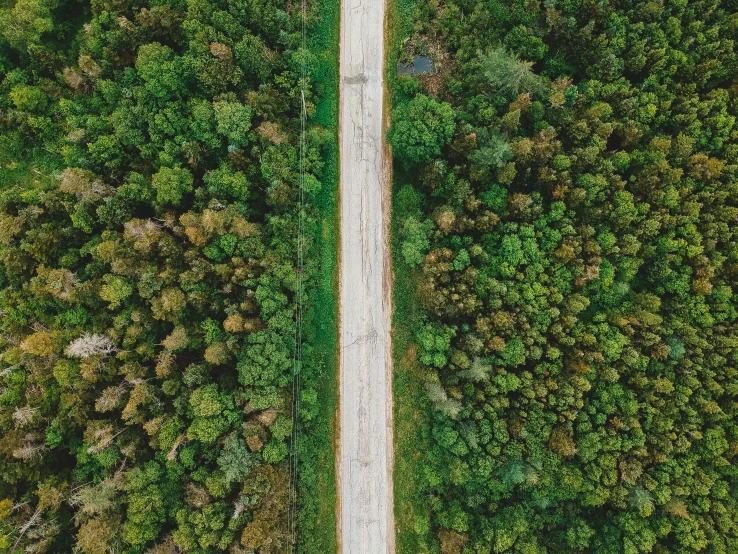 aerial view of a dirt road in the middle of forest