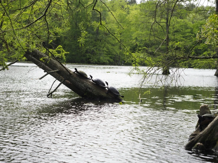 birds on top of fallen tree over a lake