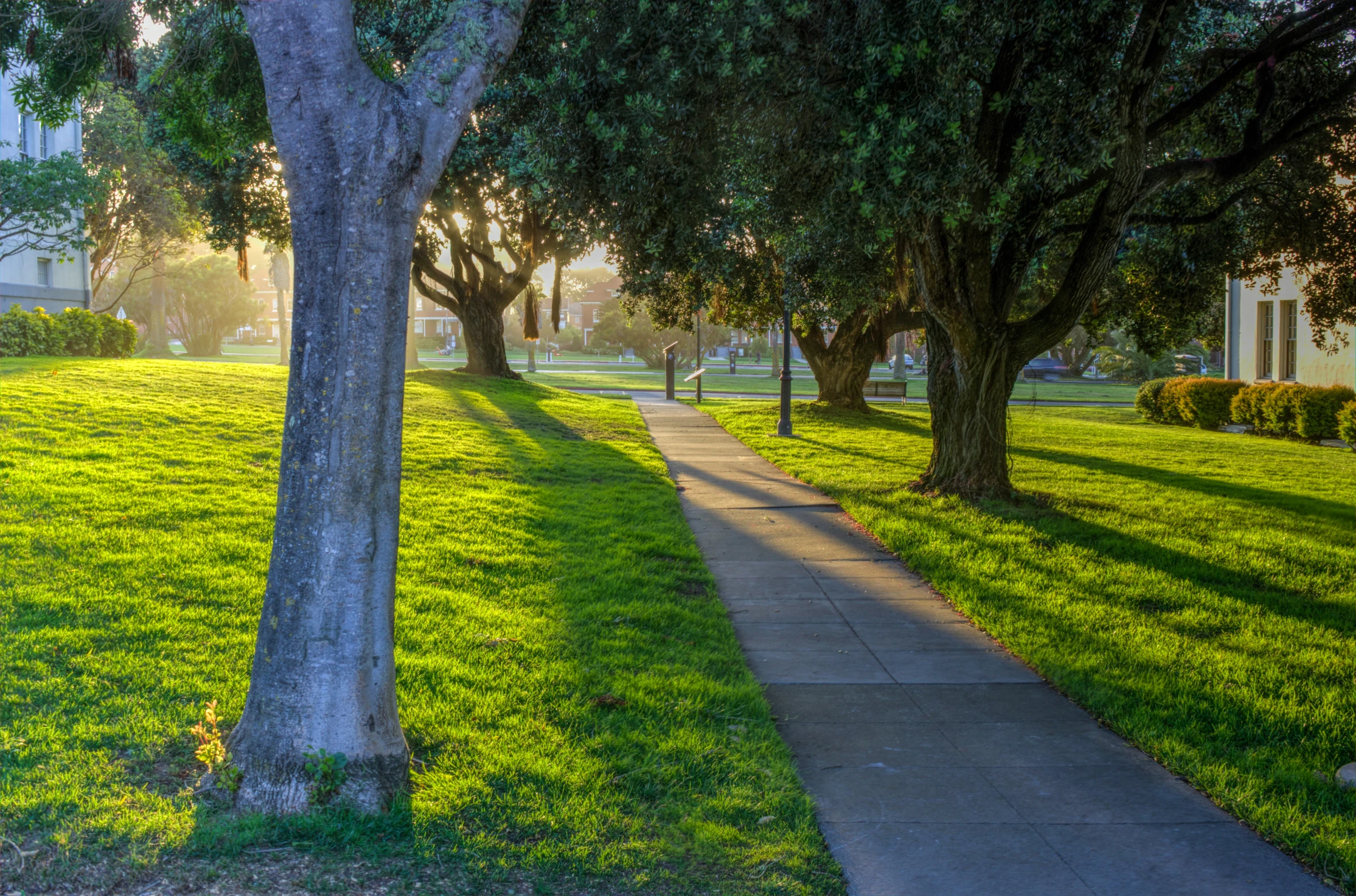 there is a walkway through the trees in the park