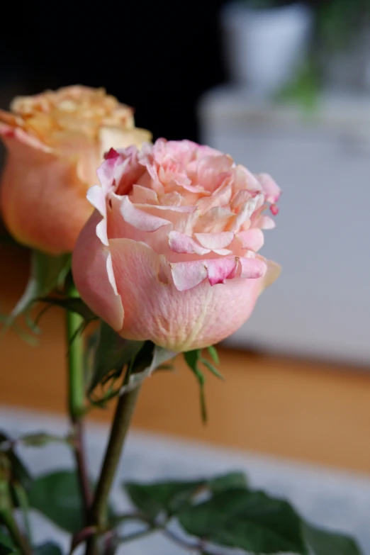 pink roses that are sitting in a vase