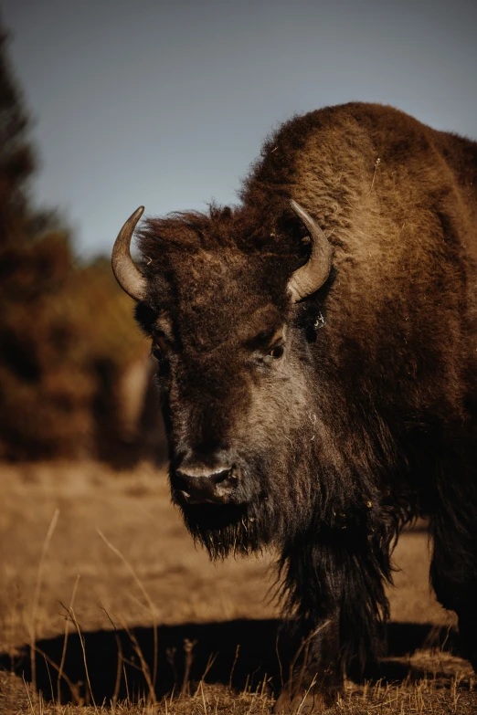 bison with short legs in a field in the sun