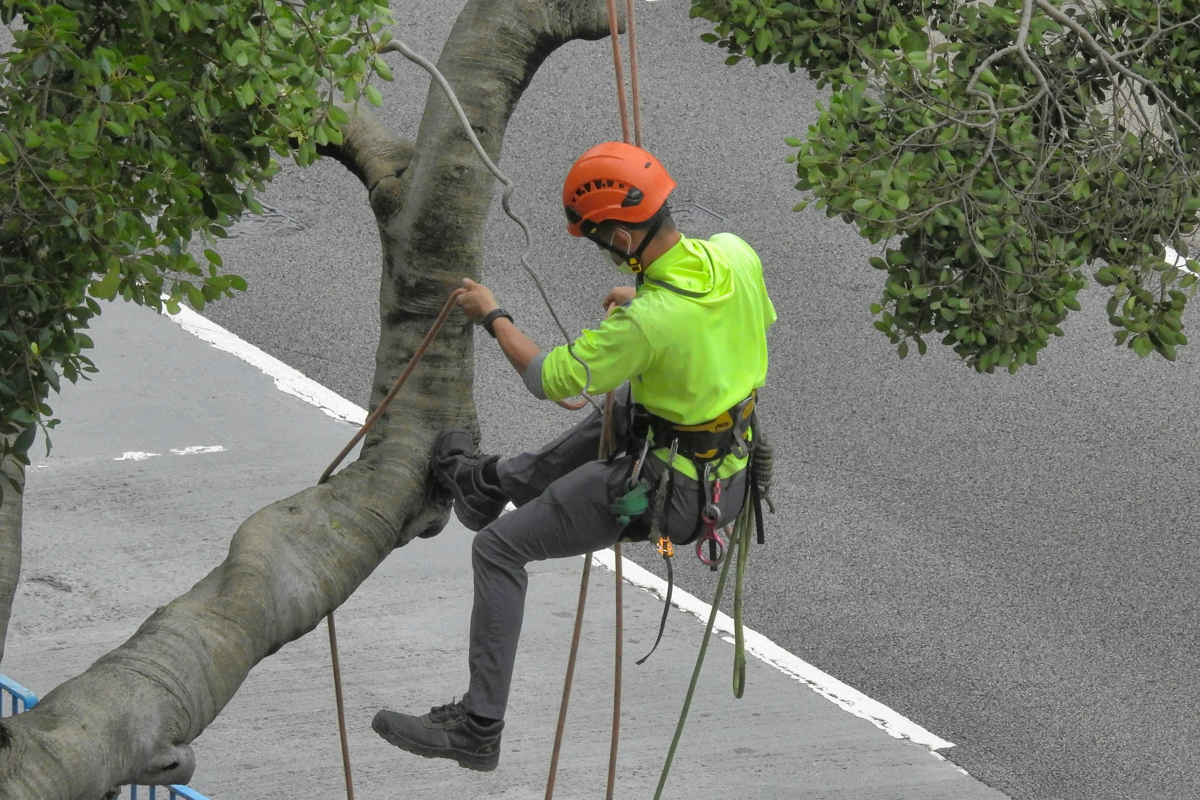 man wearing safety gear on a rope while climbing a tree