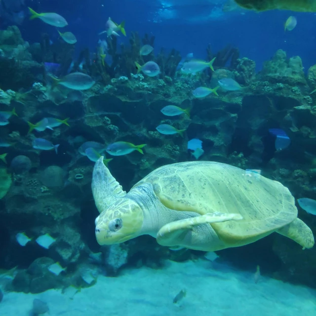 a turtle swimming through a coral reef near some blue fish