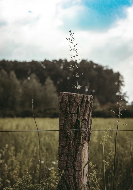 a lone plant grows on a tree trunk