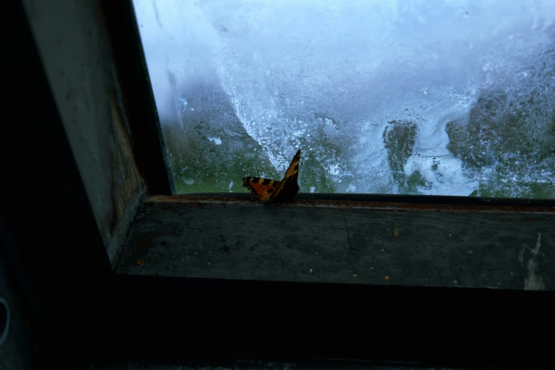 a bird is standing at a window looking outside