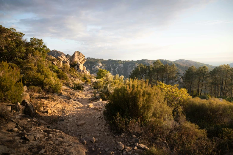 rocky trail uphill with trees and shrubs on it