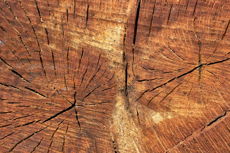 a tree trunk shows the intricate lines in it