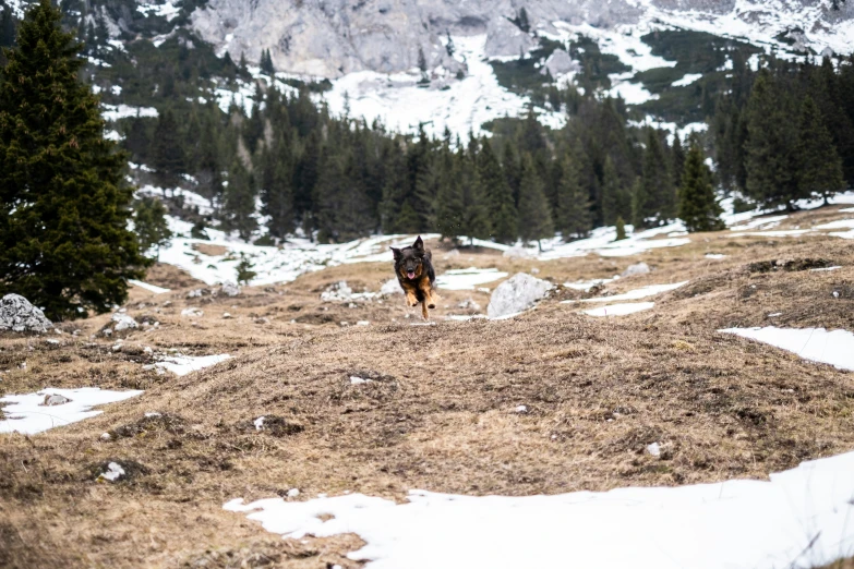 a dog running in the middle of a snowy field