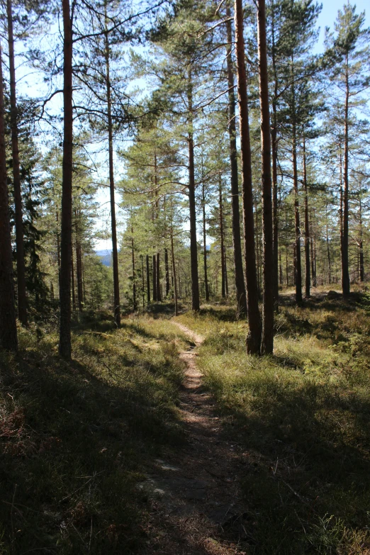 the sun is shining in the trees in the woods