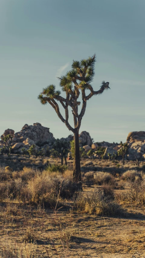 a giraffe walks under an unusually tall, skinny joshua tree