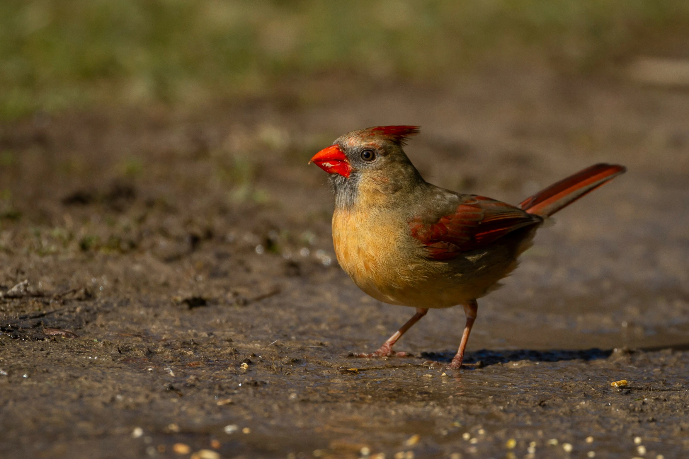 a red - ed bird walks through mud on a farm