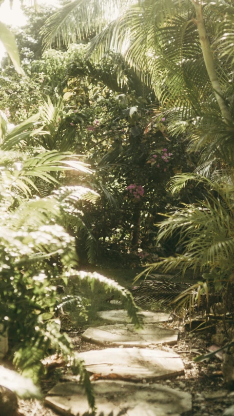 a path through an area full of green trees and plants