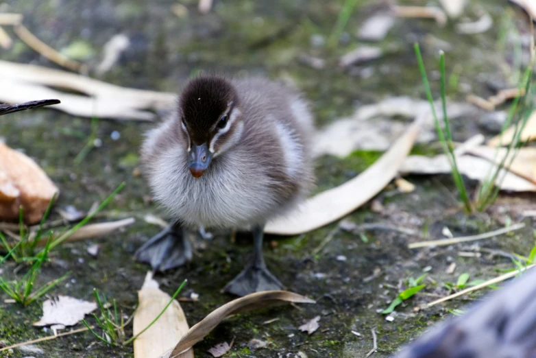 a small duck standing in the grass and looking at the ground