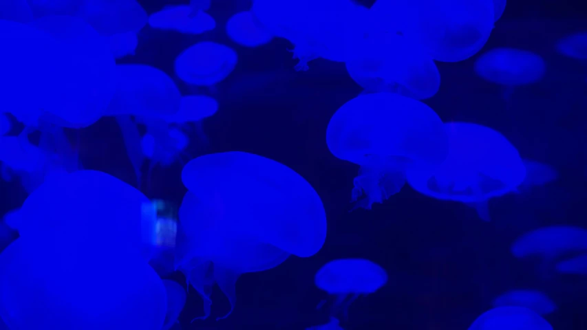 a bunch of very pretty looking jellyfish under some blue lights