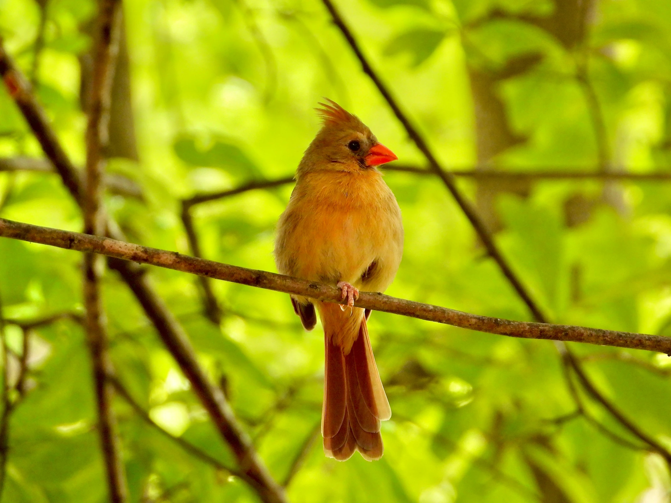 a red bird sitting on top of a nch near leaves