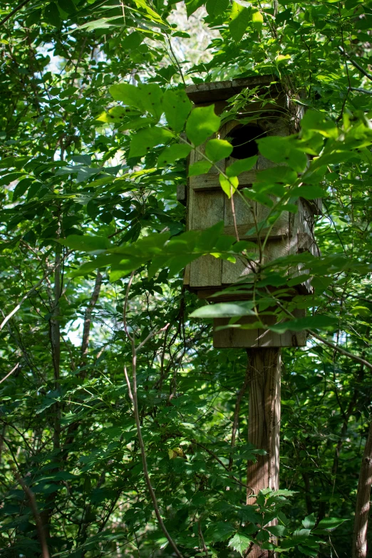 a birdhouse is surrounded by trees in the woods