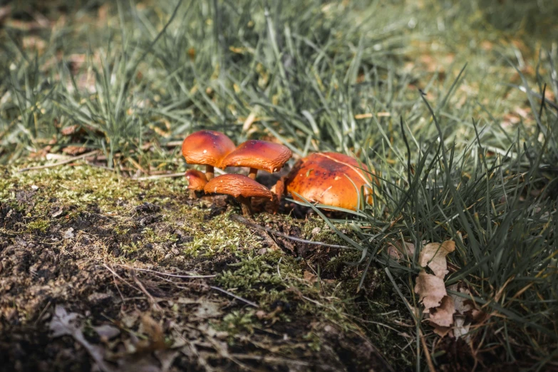 a group of orange mushrooms sitting on the ground