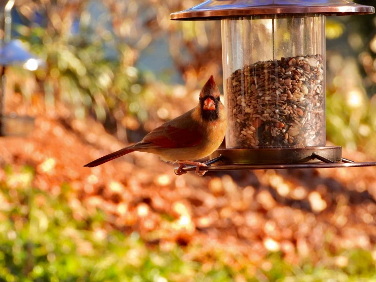 a bird that is standing on top of a bird feeder