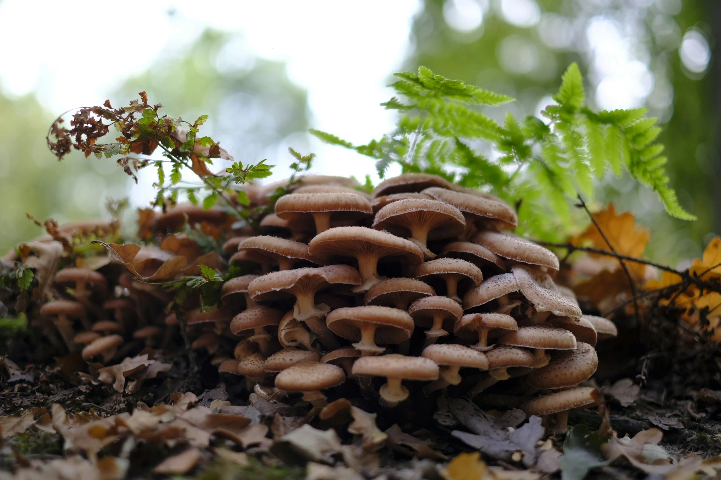 a group of small mushrooms growing on top of the ground