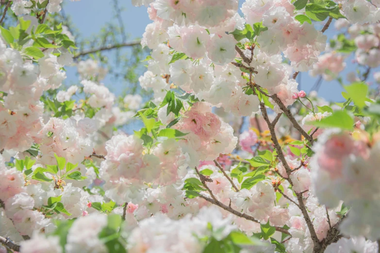 blossoming tree nches against blue skies in the spring