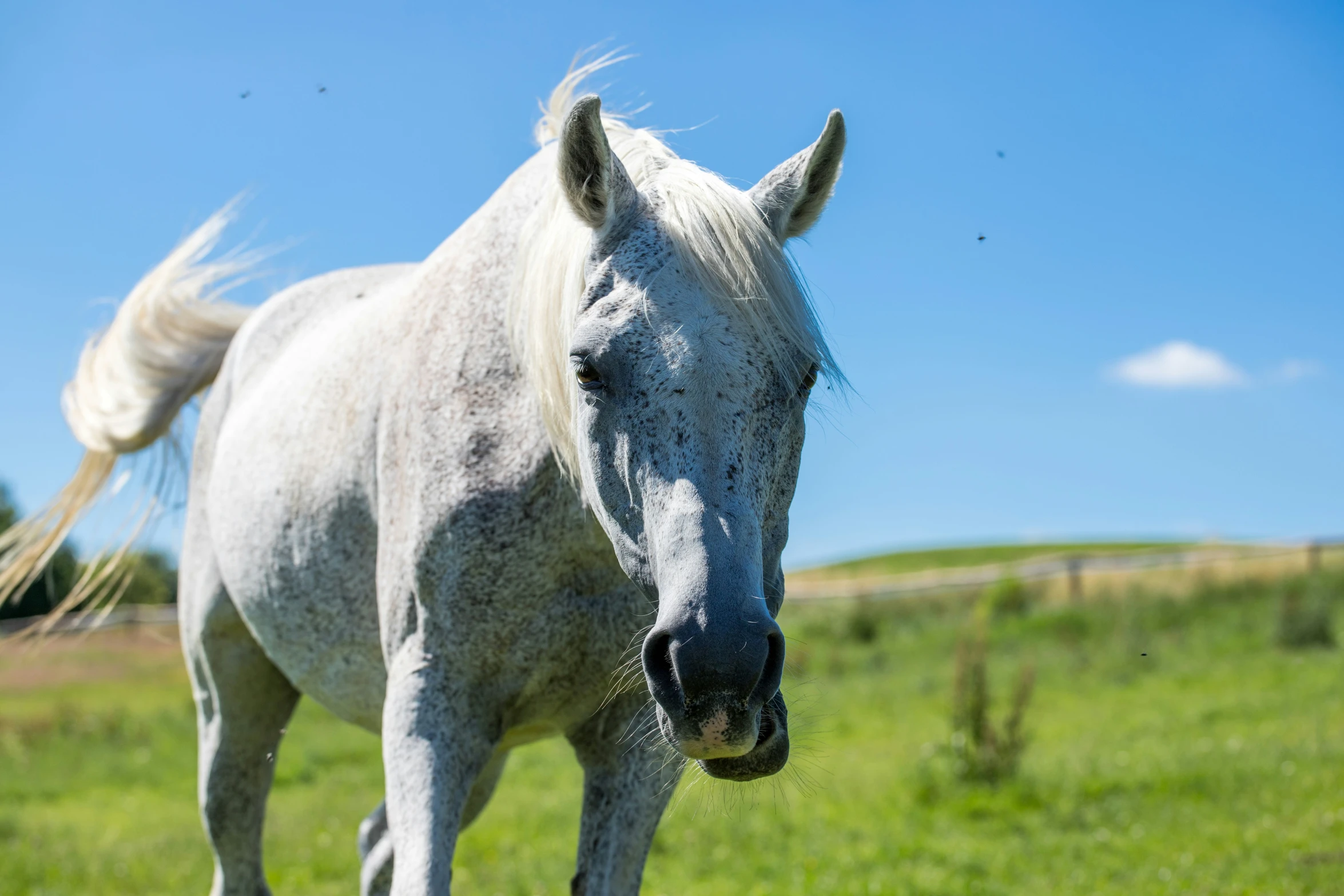 this is a closeup po of a white horse
