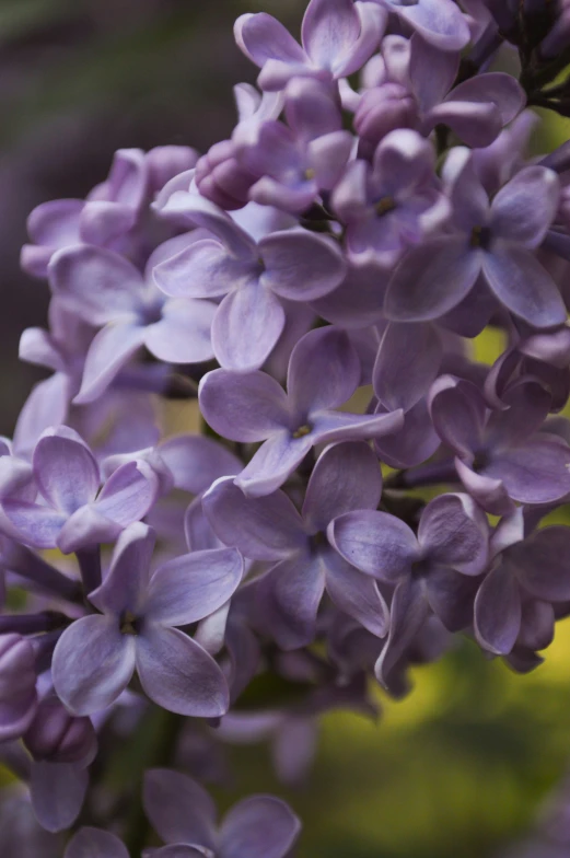 closeup of a purple flower in full bloom