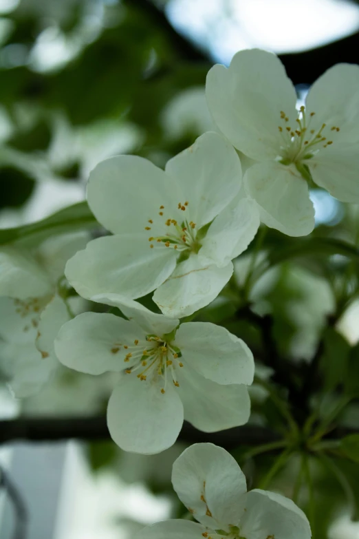 an image of white flowers growing on a tree