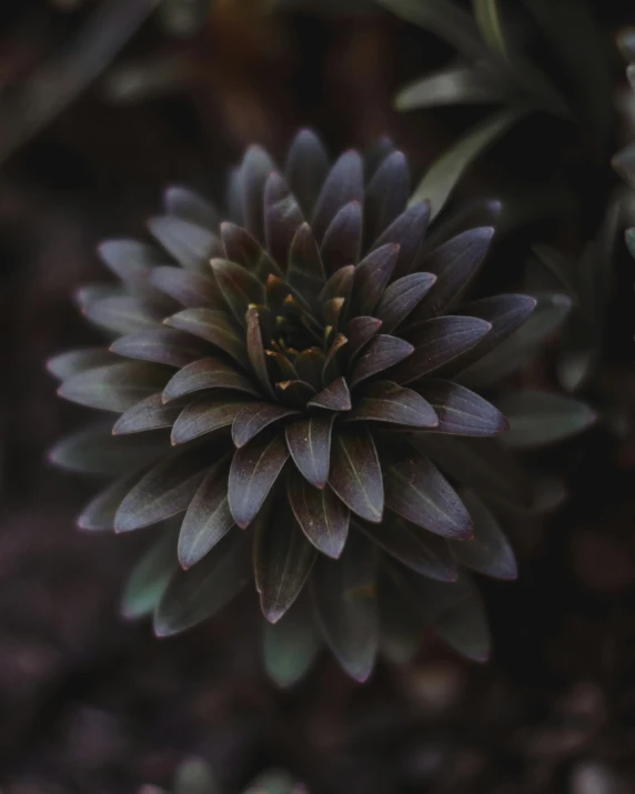 a black and green flower growing outside