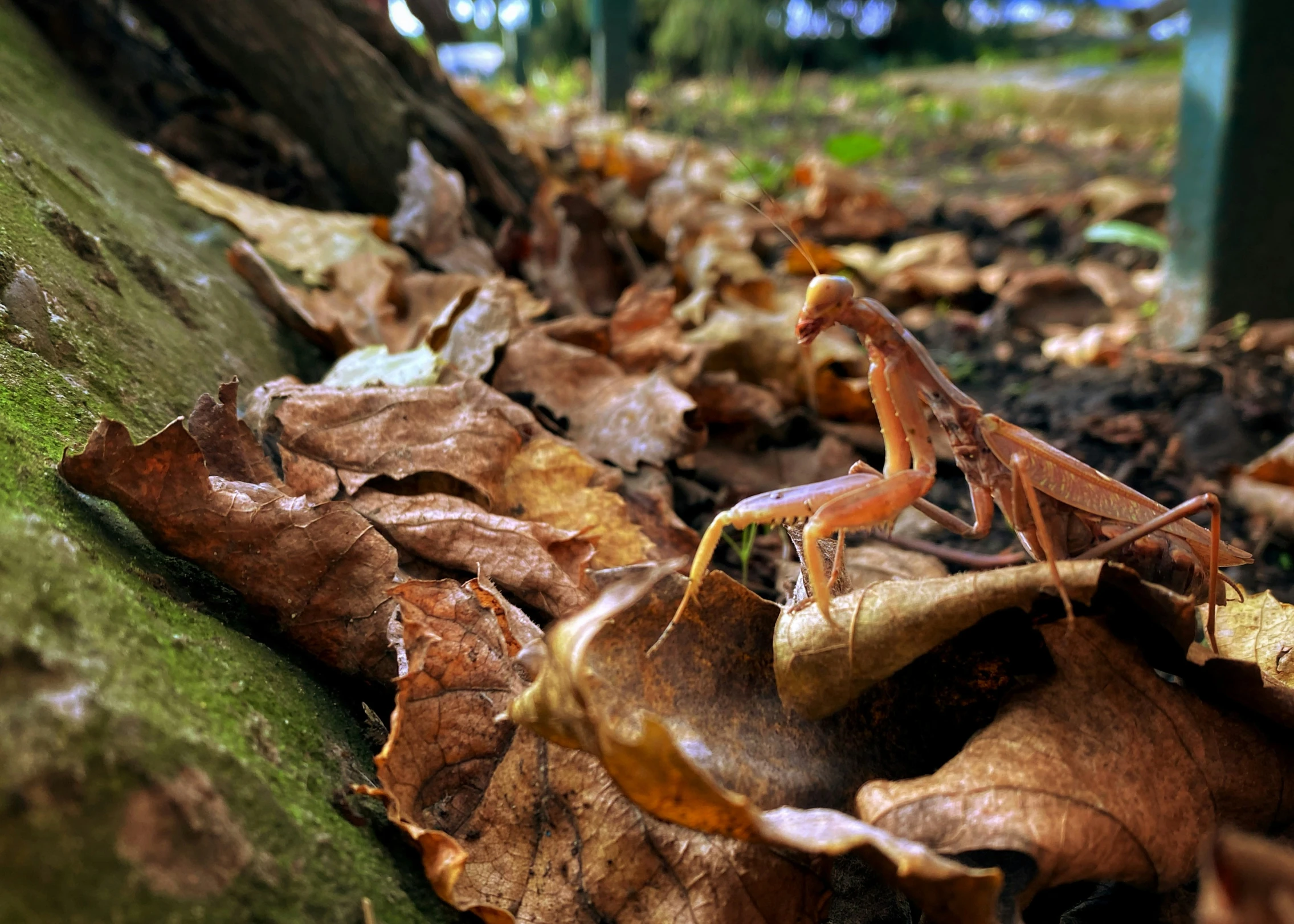 a praying bug is sitting on the ground among leaves