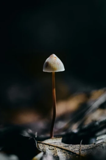 the tiny mushroom is sitting on the leaf