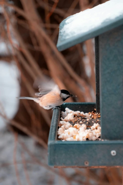 a bird is eating from a bird feeder