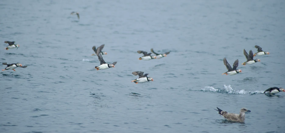 several birds flying over a body of water