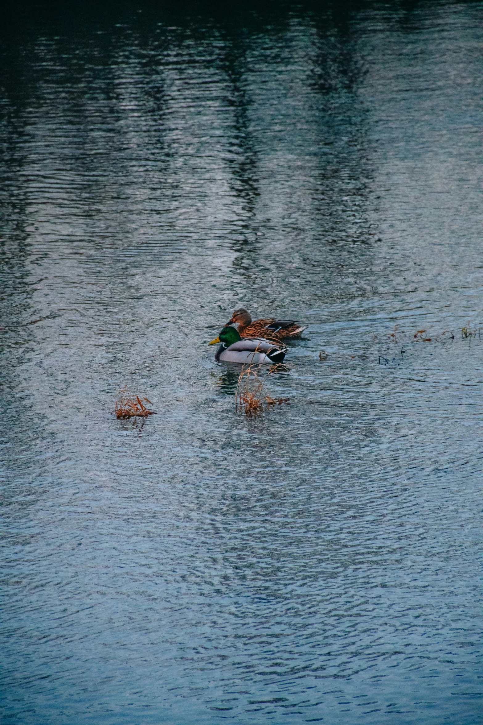 two ducks swimming on a lake during the day