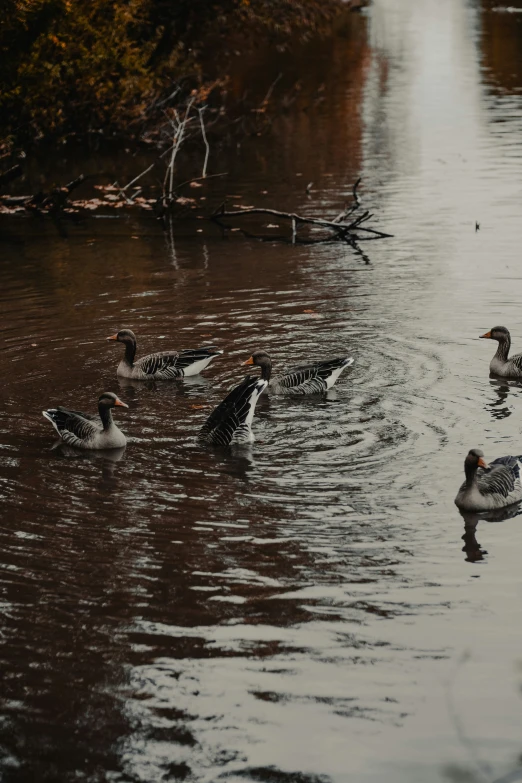 a bunch of ducks are swimming on the water