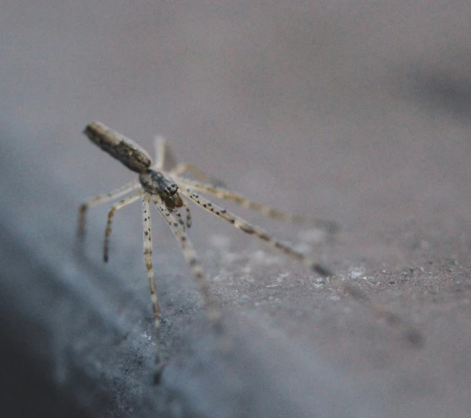 a bug is sitting on a surface and looks around