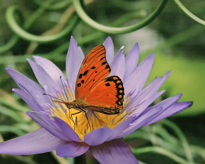 an orange erfly sitting on top of a purple flower