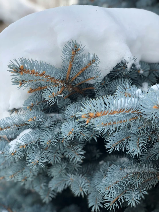 the frosted nches of a pine tree