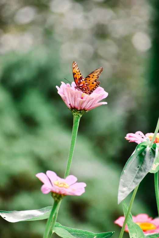 a brown erfly is perched on a flower