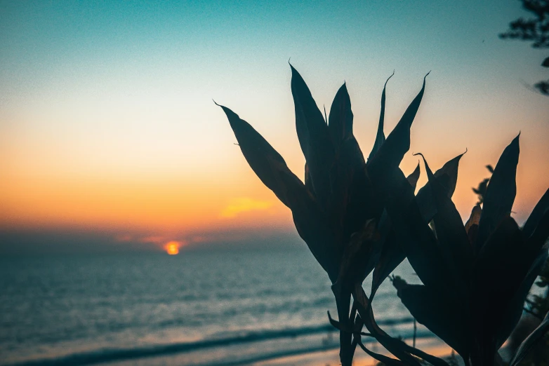 a tropical sunset over the ocean with a tree nch on it