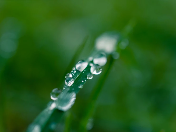dew drops falling on a green grass blade